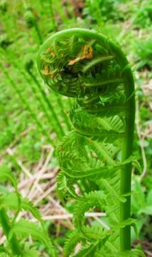 Fiddleheads Stock Photos