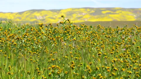Fiddlenecks - Carrizo Plain National Monument Stock Footage 141165585