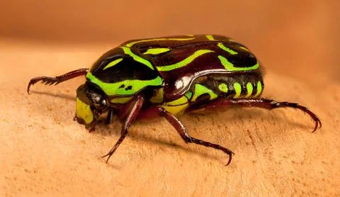 Fiddler beetle Stock Photos