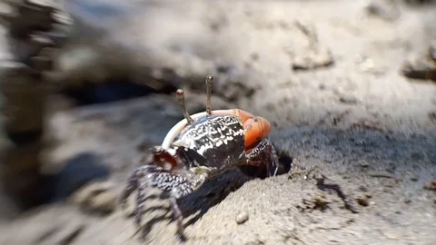Fiddler Crab - 1 Stock Footage 127149052