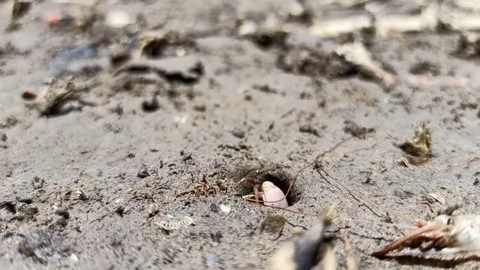 Fiddler Crab - 2 스톡 동영상 127218235