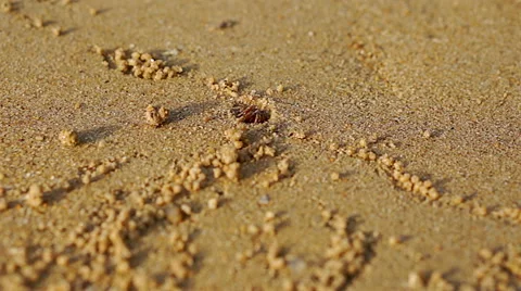 Fiddler crab on the beach. Close up Stock Footage 40616374