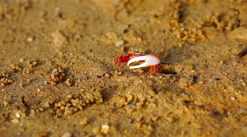 Fiddler crab on the beach. Close up Stock Footage 40634764