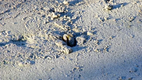 Fiddler crab with big claw moving at entrance to hole on sandy beach in Kadavu Stock-Footage 344029064