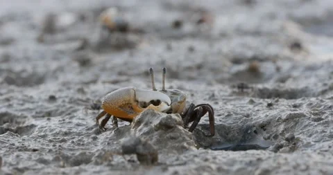 Fiddler Crab building mud wall and eating 54sec no audio P2070634 Stockbeeldmateriaal 238659315