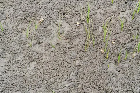 Fiddler Crab Burrows and Trails on Gaomei Wetlands Mudflat, Taiwan 写真素材