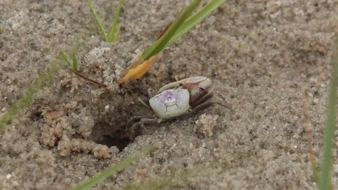 Fiddler Crab Crawls In Hole In Sand Stock Footage 106677830