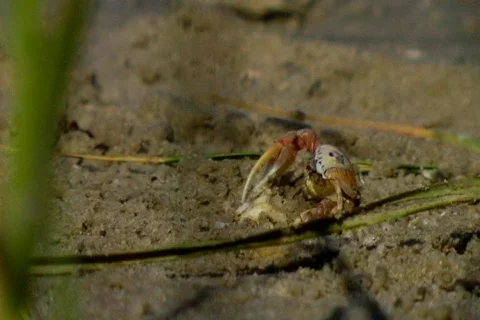 Fiddler crab eating, CU Stockbeeldmateriaal 441000