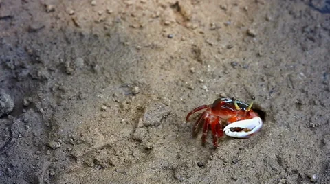 Fiddler Crab emerges from burrow in a flood plain in the jungles of Borneo. Video stock 32544892