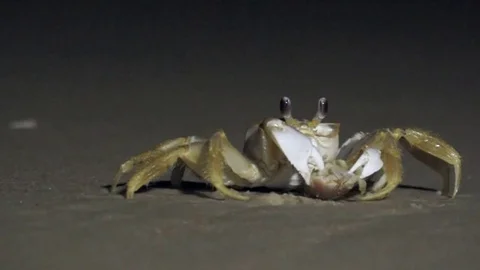 Fiddler Crab feeds on a dark beach Stock-Footage 85248376