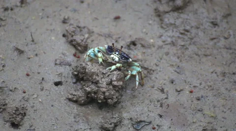 Fiddler Crab in a flood plain in the mangrove plant,Phuket island Thailand. Stock Footage 65807304