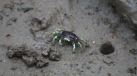 Fiddler Crab in a flood plain in the mangrove plant,Phuket island Thailand. Stock Footage 65807381