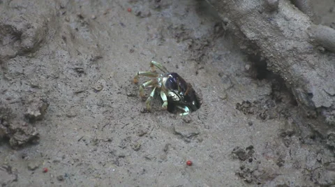 Fiddler Crab in a flood plain in the mangrove plant,Phuket island Thailand. Stock Footage 65807427