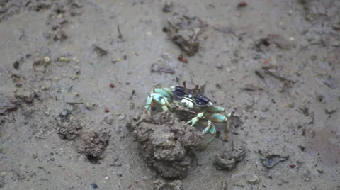 Fiddler Crab in a flood plain in the mangrove plant,Phuket island Thailand. Stock Footage 65807446