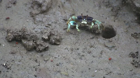 Fiddler Crab in a flood plain in the mangrove plant,Phuket island Thailand. Stock Footage 65807499