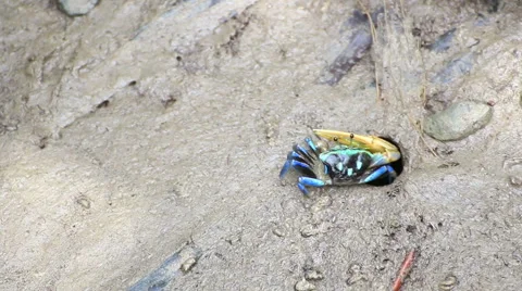 Fiddler Crab in a flood plain in the mangrove plant,Phuket island Thailand. Stock Footage 65807773