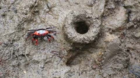 Fiddler Crab in a flood plain in the mangrove plant,Phuket island Thailand. Stock Footage 65810232
