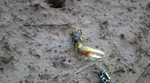 Fiddler Crab in a flood plain in the mangrove plant,Phuket island Thailand. Stock Footage 65810574