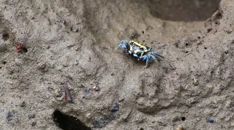 Fiddler Crab in a flood plain in the mangrove plant,Phuket island Thailand. Stock Footage 65810856