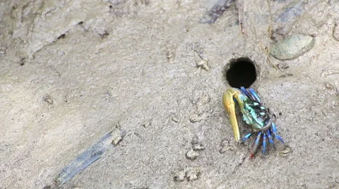 Fiddler Crab in a flood plain in the mangrove plant,Phuket island Thailand. Stock Footage 65811019