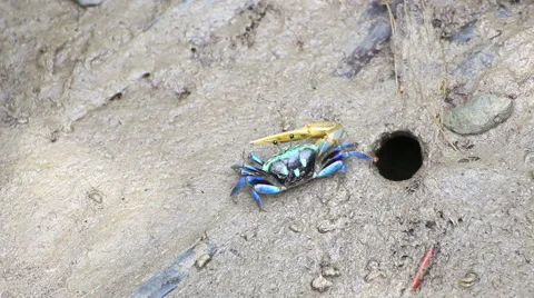 Fiddler Crab in a flood plain in the mangrove plant,Phuket island Thailand. Stock Footage 65811270
