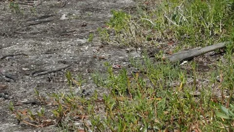Fiddler Crab Stock Footage 10844189