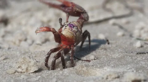 Fiddler Crab Video stock 20474601