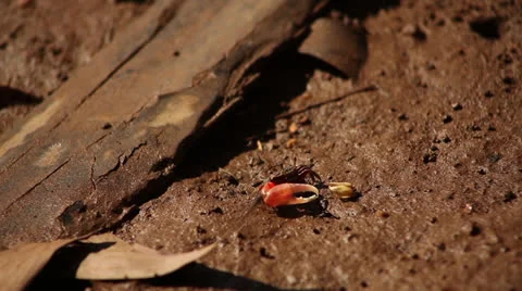 Fiddler crab Stock Footage 26178572