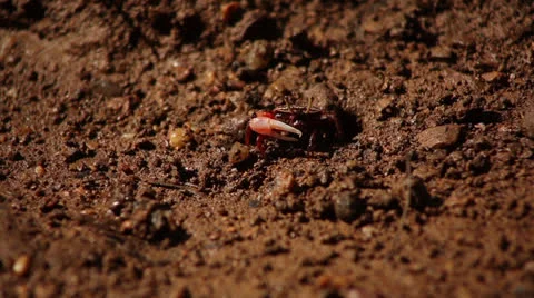 Fiddler crab Stock Footage 26178661
