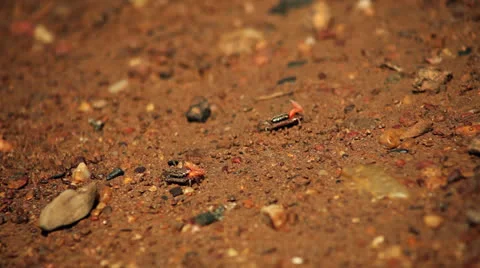 Fiddler crab Stock Footage 26179187