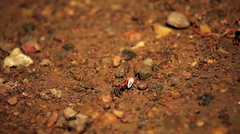 Fiddler crab Stock Footage 26179359