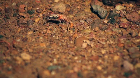 Fiddler crab Stock Footage 26179393