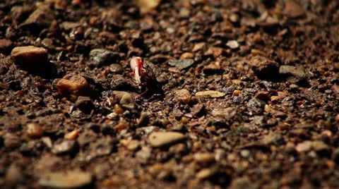 Fiddler crab Stock Footage 26179692