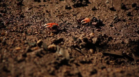 Fiddler crab Stock Footage 26179952