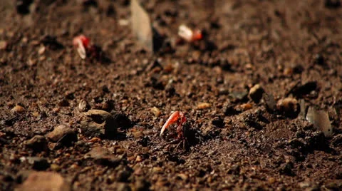 Fiddler crab Stock Footage 26179971