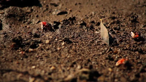Fiddler crab Stock Footage 26179991
