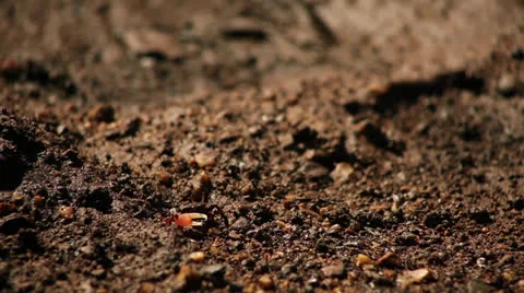 Fiddler crab Stock Footage 26180231