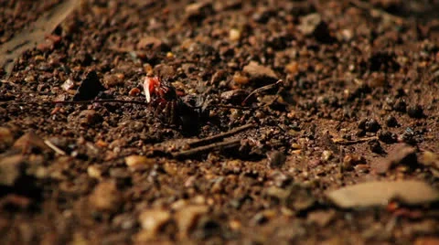 Fiddler crab Stock Footage 26180384