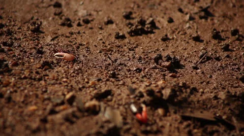 Fiddler crab Stock Footage 26180659