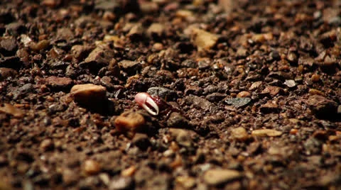 Fiddler crab Stock Footage 26180672