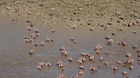 Fiddler crab Stock Footage 26180882