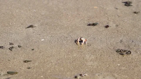Fiddler crab Stock Footage 26180995
