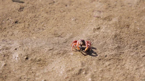 Fiddler crab Stock Footage 26181153