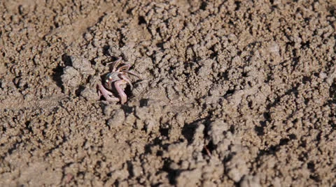 Fiddler crab Stock Footage 26181291