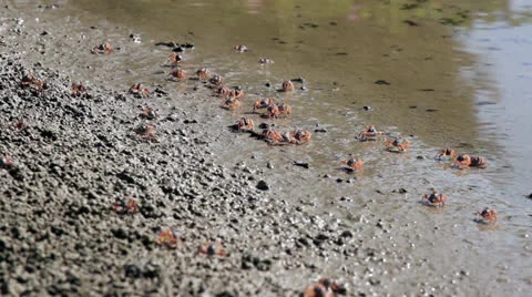 Fiddler crab Stock Footage 26183240