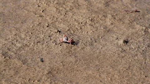 Fiddler crab Stock Footage 26183480