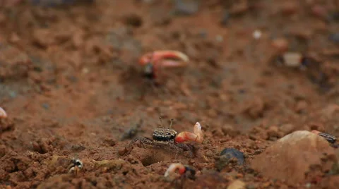 Fiddler crab Stock Footage 64087421