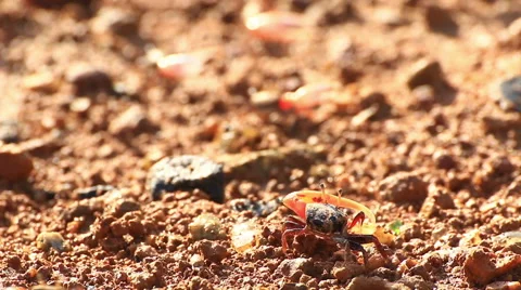 Fiddler crab Stock Footage 64087502