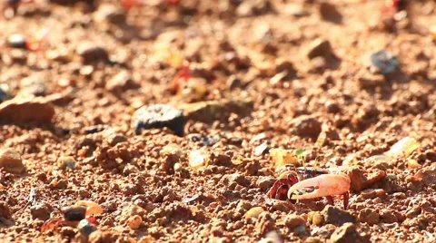 Fiddler crab Stock Footage 64087642