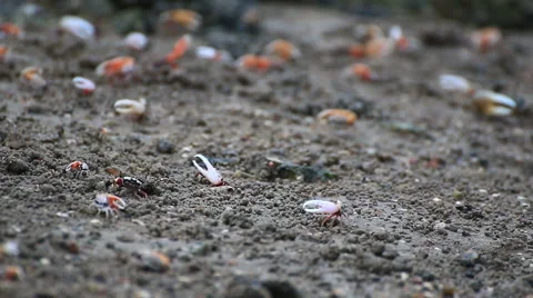 Fiddler crab Stock Footage 64087680